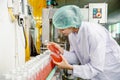 Food and drink industry staff worker working at conveyor belt production line machine in beverage factory with clean and hygiene Royalty Free Stock Photo