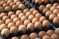 Food - Eggs on panel package group in market Royalty Free Stock Photo