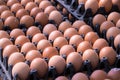 Food - Eggs on panel package group in market Royalty Free Stock Photo