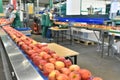 Food factory: assembly line with apples and workers Royalty Free Stock Photo