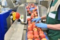 Food factory: assembly line with apples and workers Royalty Free Stock Photo