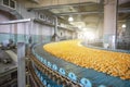 Food factory fabrication, industrial conveyor belt or line with process of preparation of sweet cookies, bakery production