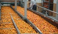 food factory harvest production citrus fruit orange processing process conveyor. Generative AI Royalty Free Stock Photo