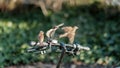 Birds fighting over food