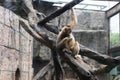 Food-Gibbon-Hylobatidae