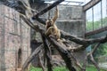 Food-Gibbon-Hylobatidae