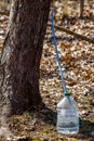 Food grade container used for collecting maple sap during spring in a sugar bush. Royalty Free Stock Photo