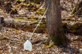 Food grade container used for collecting maple sap during spring in a sugar bush. Royalty Free Stock Photo