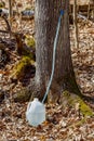 Food grade container used for collecting maple sap during spring in a sugar bush. Royalty Free Stock Photo