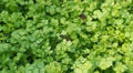 Food green background.The concept of growing vegetables and herbs for food.Young coriander greens.Top view.
