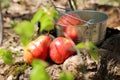 Food. Harvesting. A bucket of fruit in the garden on a stump, ne Royalty Free Stock Photo