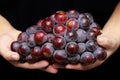 Red seedless grapes,The red grape seeds and galling. Royalty Free Stock Photo