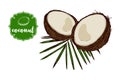 Cartoon drawn coconut on green palm leaf isolated on white. Royalty Free Stock Photo