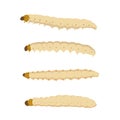 Food Insects: Bamboo worm or Bamboo Caterpillar insect deep-fried crispy for eating as food items, it is good source of protein