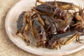 Food Insects: Crickets insect deep-fried crispy for eating as food items in plate on sackcloth, it is good source of meal high