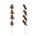 Food Insects: Crickets insect deep-fried crispy for eating as ready meal food items on skewer, it is good source of protein edible