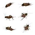 Food Insects: Crickets insect for eating as food items deep-fried, it is good source of protein edible and delicious for future.