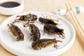 Food Insects: Crickets insect fried crispy for eating as food items is good source of meal high protein edible in plate with