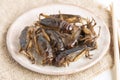 Food Insects: Crickets insect fried crispy for eating as food items is good source of meal high protein edible in plate with