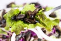 Food Insects: Crickets insect fried for eating as food items on spoon and in salad vegetable, it is good source of protein edible Royalty Free Stock Photo