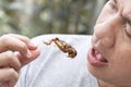 Food Insects: Man eating Cricket insect on chopsticks. Crickets deep-fried crispy for eat as food snack, it is good source of