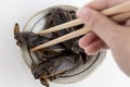 Food Insects: Woman hand holding Giant Water Bug is edible insect for eating as food Insects deep-fried crispy snack with