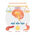 Food intake control vector diagram illustration, educational medical information