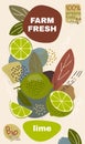 Food label template. vector illustration for organic lime fruit. natural bio fruits package design. ripe lime fruits