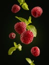 Food levitation. Fresh ripe raspberries flying in the air isolated on black background