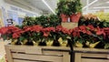 Food Lion grocery store Poinsettias display