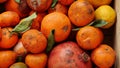 Food Loss at the Farm. Rotten tangerines oranges pomegranates. Exotic tropical fruits. Biowaste, heap of organic waste Royalty Free Stock Photo