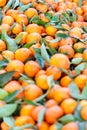 Food market stall full of fresh mandarines with green leaves Royalty Free Stock Photo
