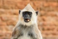 Food in the muzzle. Common Langur, Semnopithecus entellus, monkey with fruit in the mouth, nature habitat, Sri Lanka. Wildlife sce