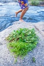 Food in nature, fresh wild fern and water spinach on the rock along a stream, children playing in the water blurred backgrounds Royalty Free Stock Photo