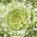 Food and nature. Green salad flower. Exotic decorative cabbage.