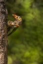 Food is not of my Taste-Brown headed Barbet and Juvenile Royalty Free Stock Photo