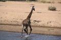 Giraffe in the water day time. Royalty Free Stock Photo