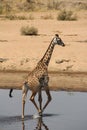 Giraffe in the water day time. Royalty Free Stock Photo