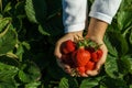 Food and people - close up of woman hands holding ripe strawberries over green background. Royalty Free Stock Photo