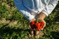 Food and people - close up of woman hands holding ripe strawberries over green background. Royalty Free Stock Photo