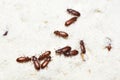 Confused flour beetle Tribolium confusum Royalty Free Stock Photo