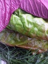 Food photo, green lettuce and purple Basil close up Royalty Free Stock Photo