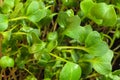 Homegrown radish microgreen sprouts macro close up. Concept of health and growth. Modern gastronomy