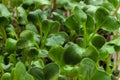 Homegrown radish microgreen sprouts macro close up. Concept of health and growth. Modern gastronomy