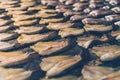 Food preservation of fish make it dried by sun bat Royalty Free Stock Photo