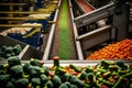 At a food processing factory, vegetables are categorized by their size as they move along a conveyor belt. AI