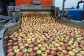 Food Processing Plant Interior With Apples Floating and Being Washed and Transported in Water Tank Conveyor