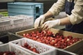 food producer, packaging freshly harvested produce for retail sale