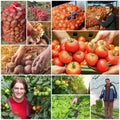 Food Production Collage - Agriculture - Farming