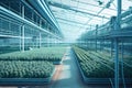 food production facility, with rows of crops growing in indoor greenhouse